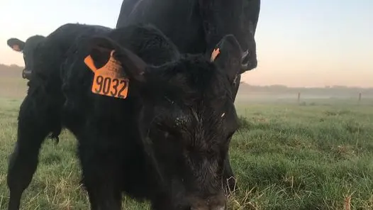 Vaches Black Angus