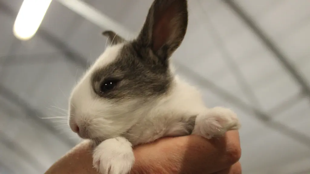 vallee-de-la-sarthe-Rosy-lapin-lapin