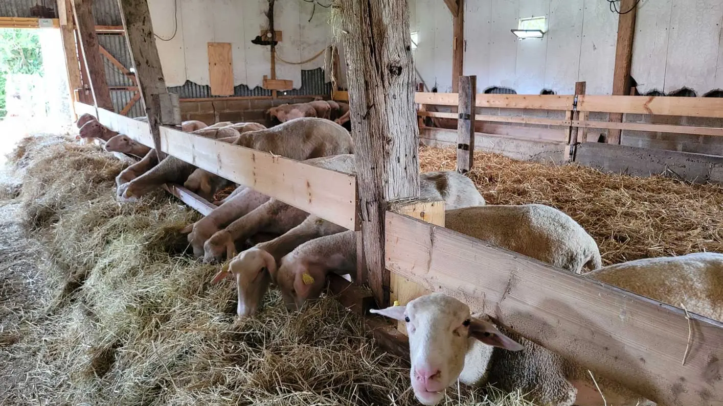 Bergerie de la fromagerie de Vallon sur Gée