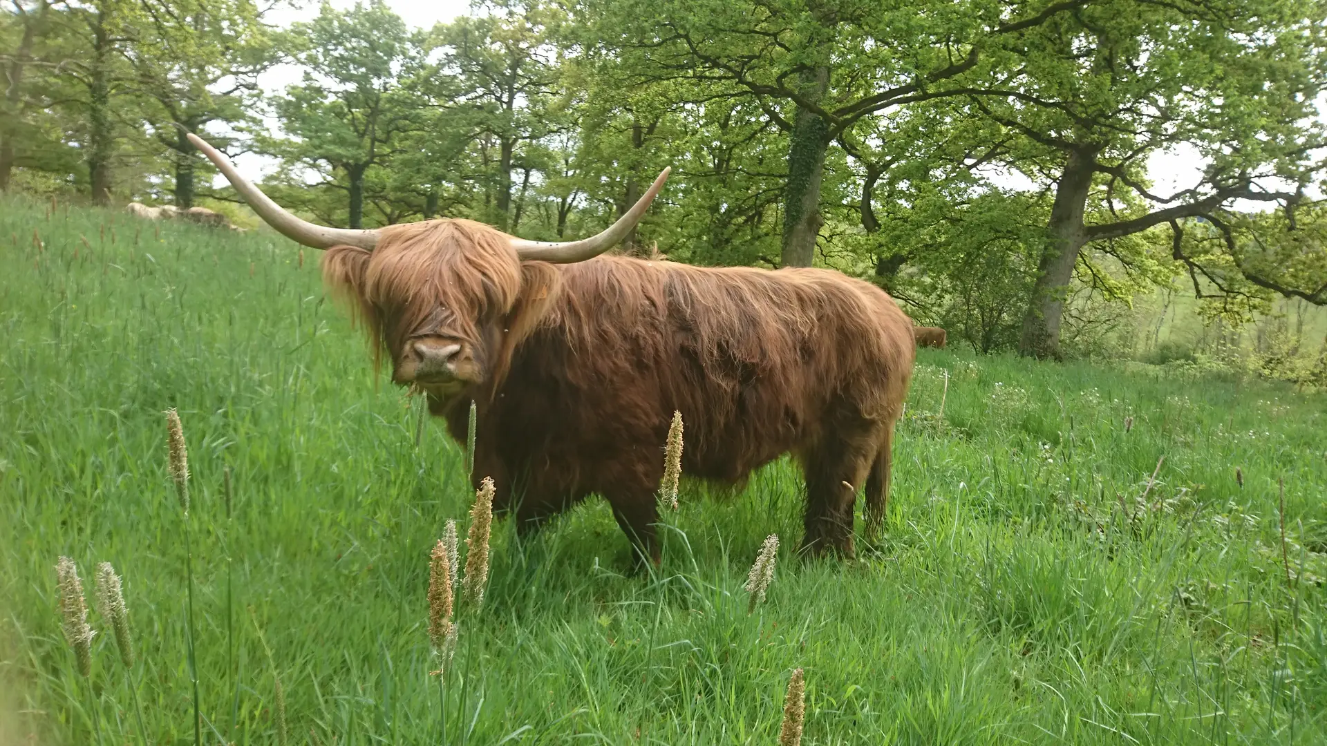 highland cattle