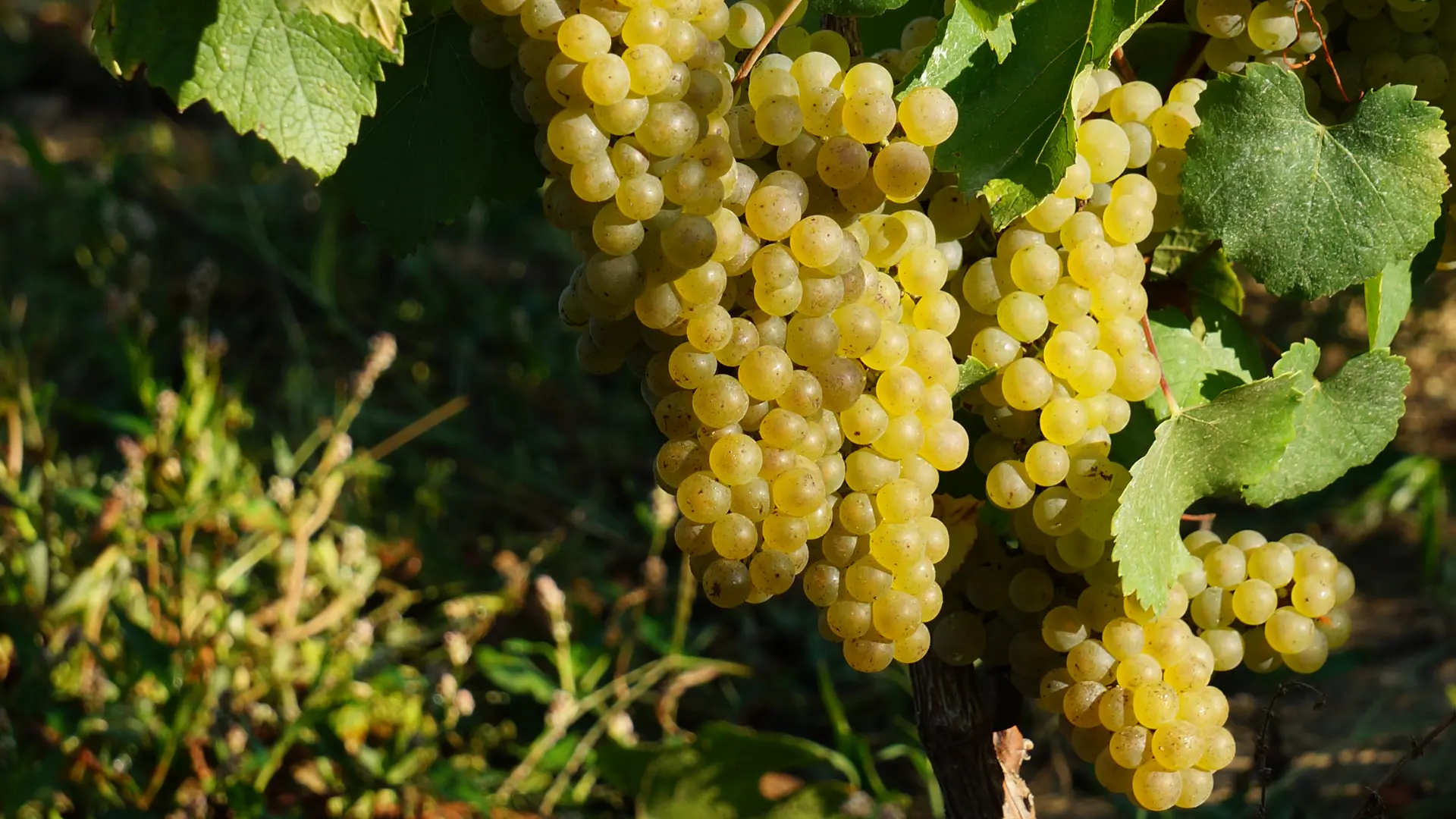 Grappe de Melon de Bourgogne