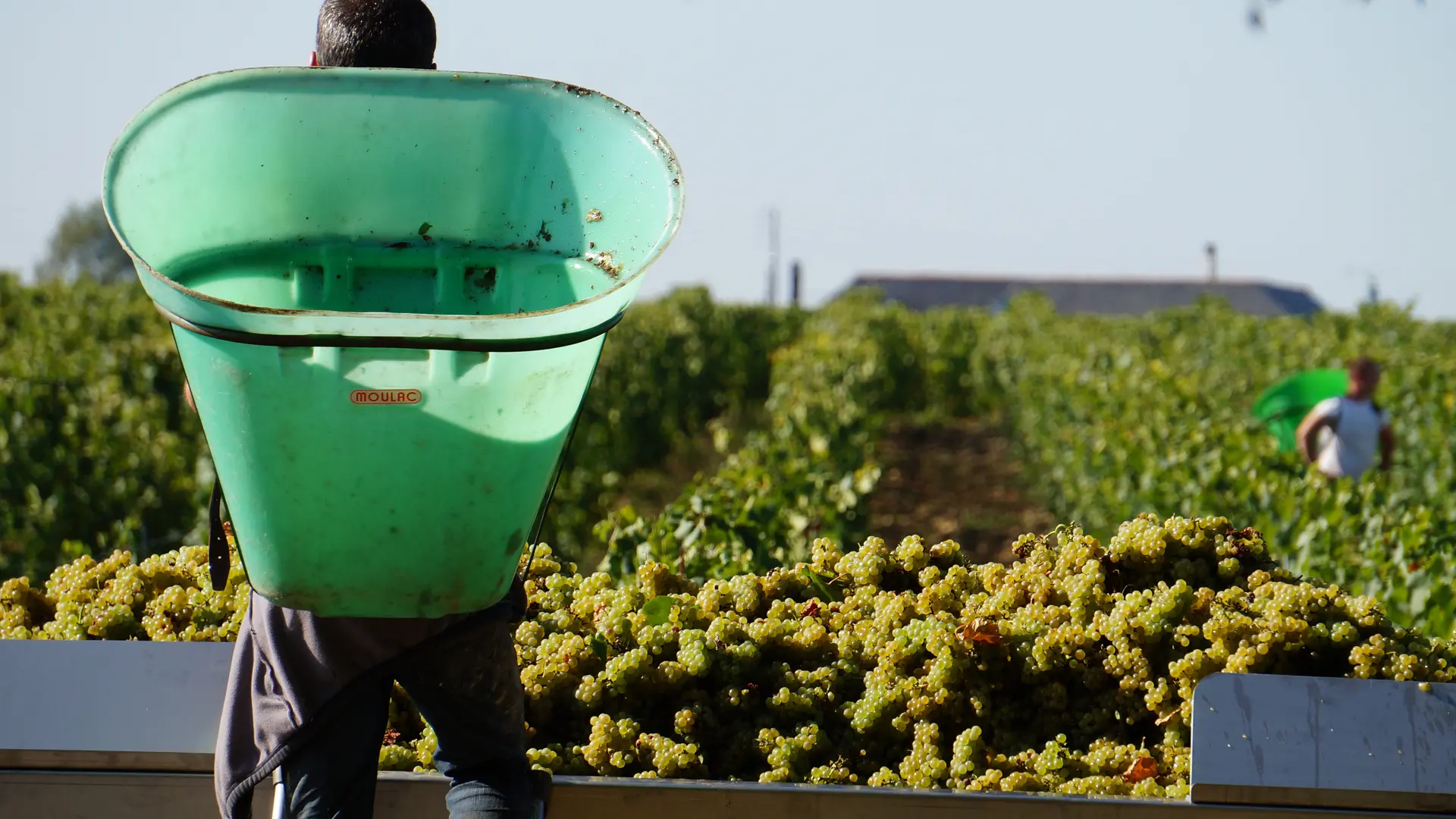 Vendanges Domaine de la Foliette