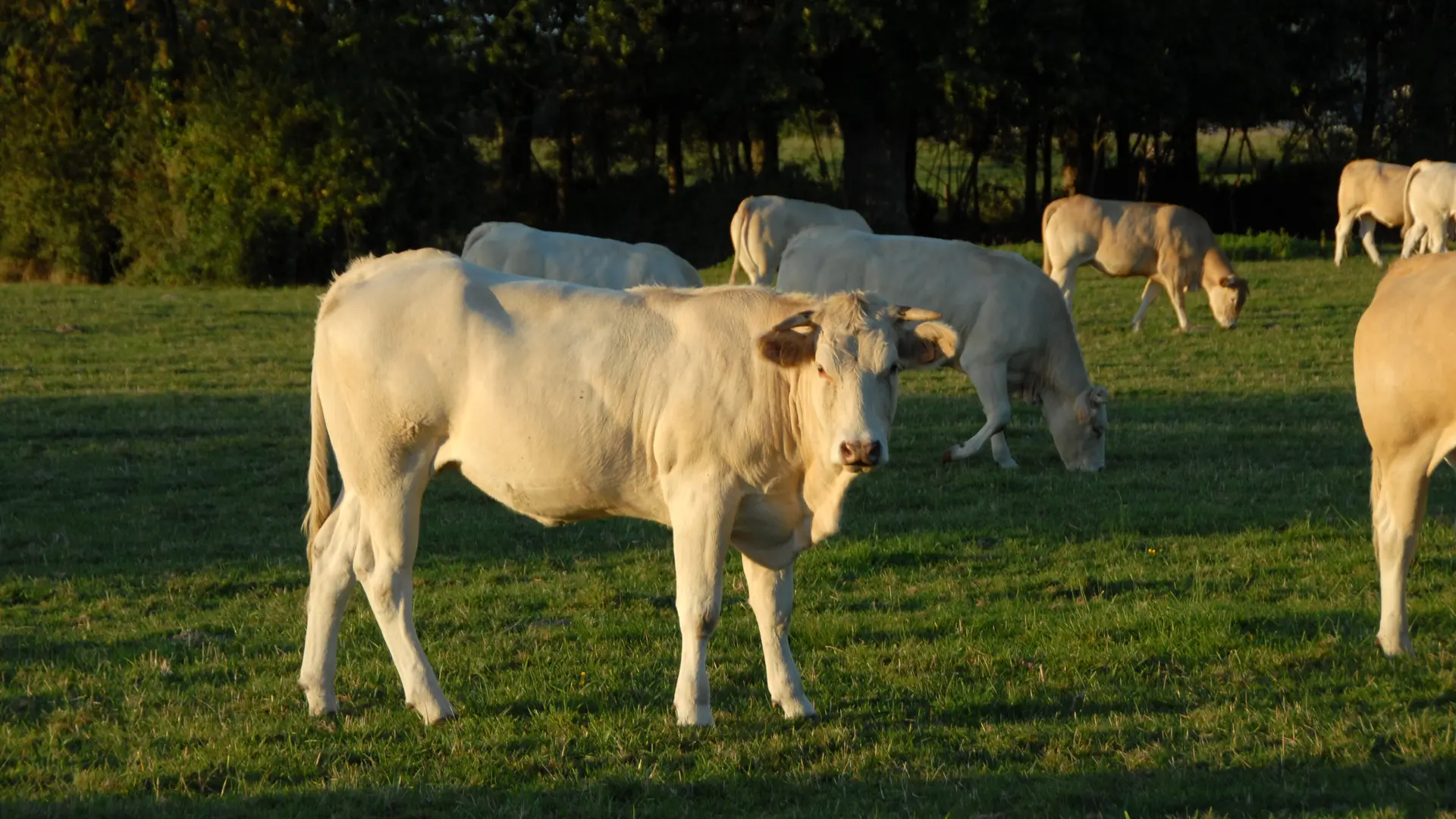 Ferme des Grandes Morcines_Le Grand Lucé