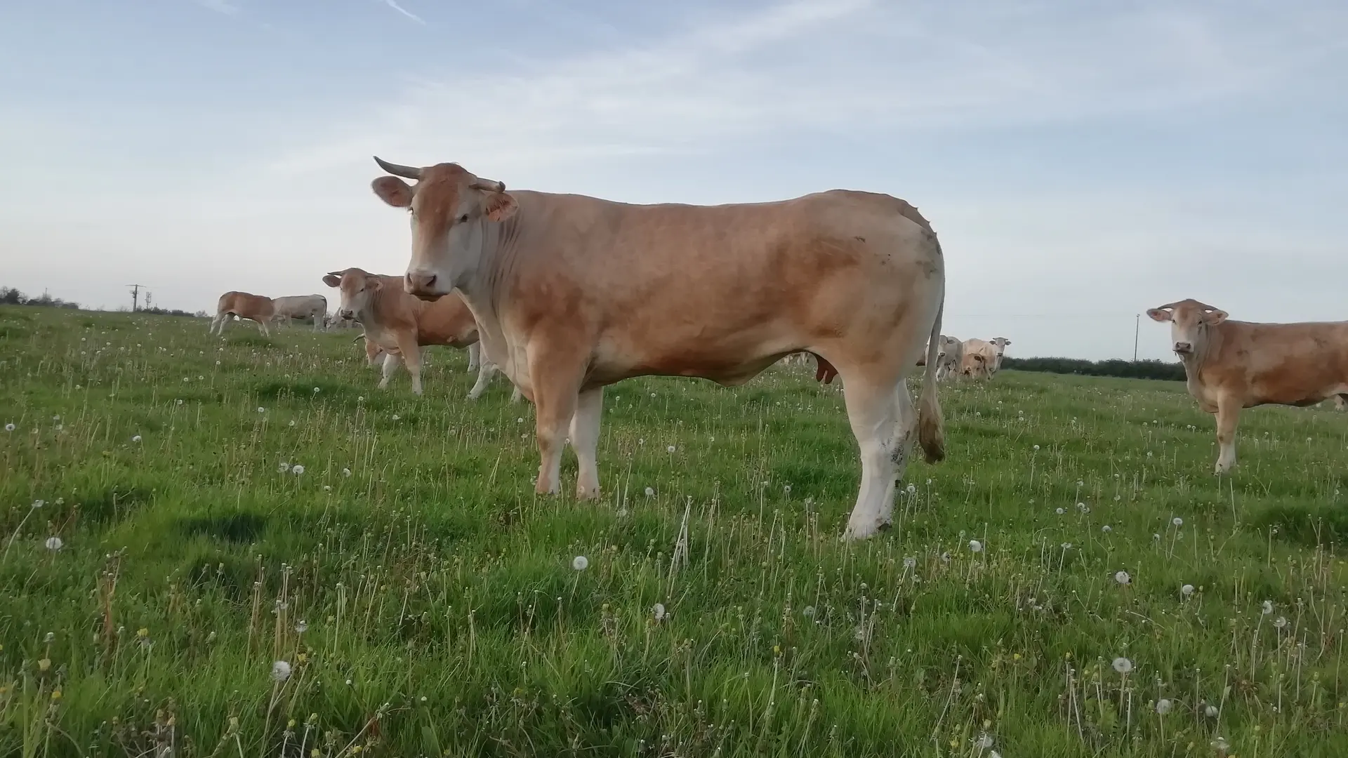 BOVINS BLONDES D AQUITAINE