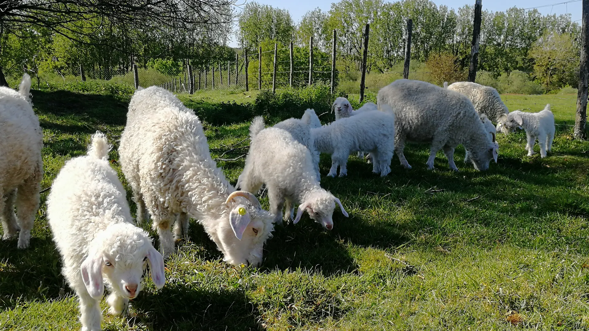 Troupeau Angora
