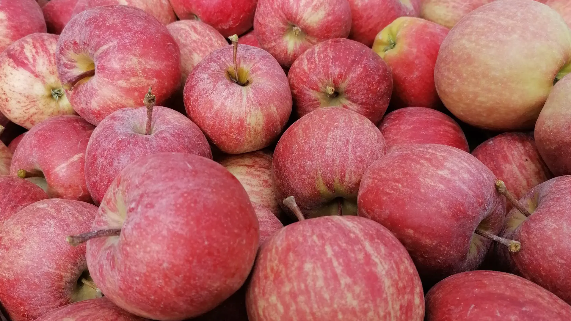 Palox pommes