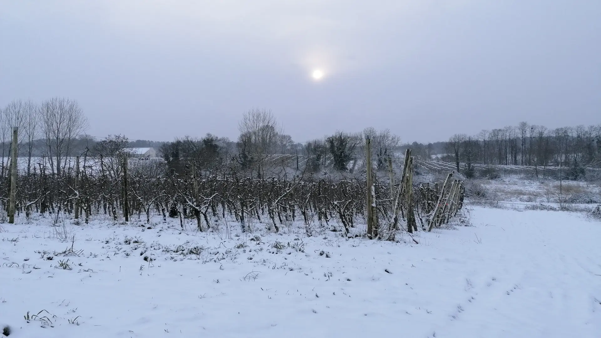 Verger sous la neige
