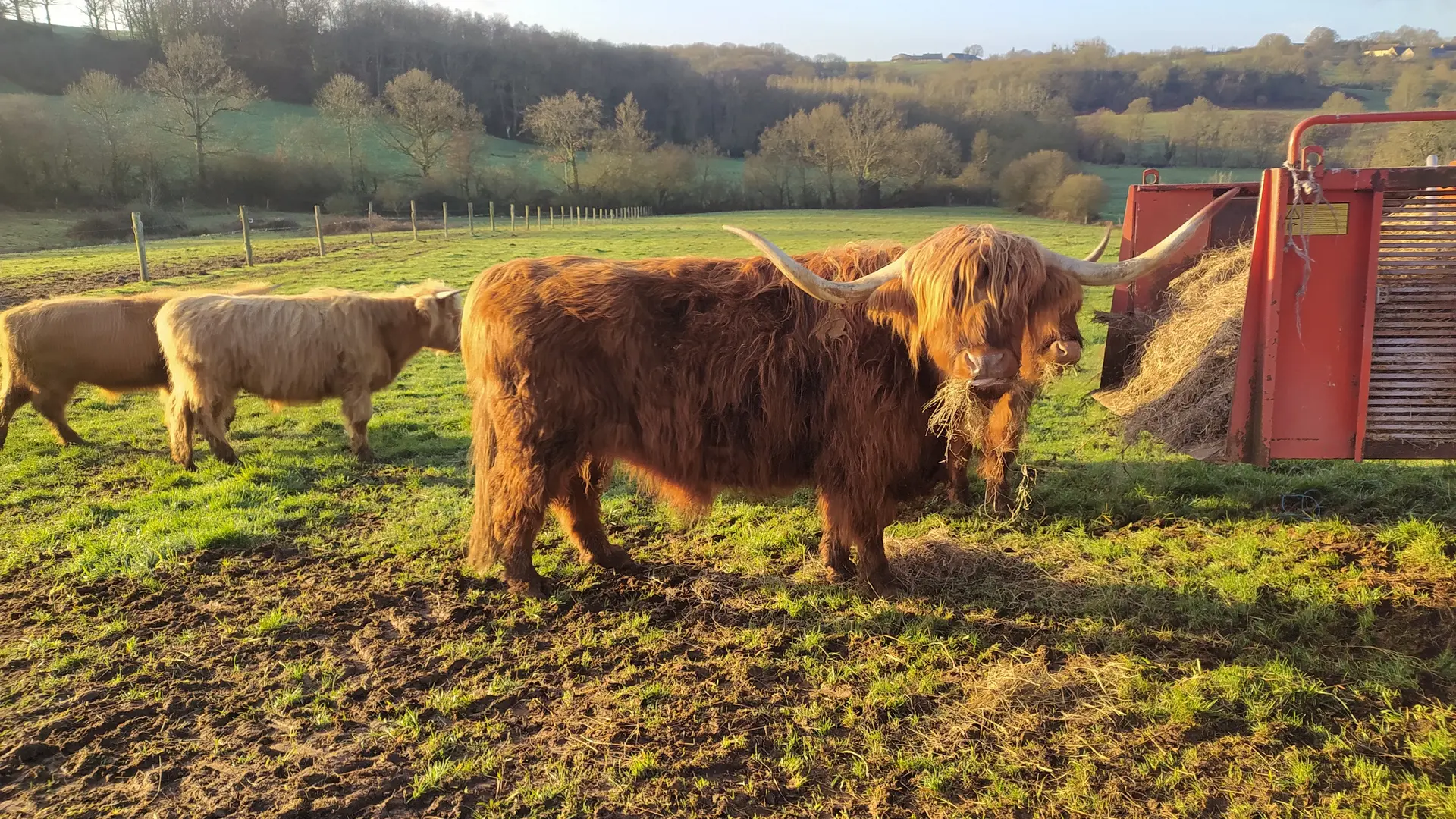 boeuf highland cattle
