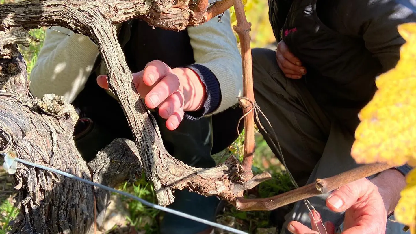 Visite dans les vignes