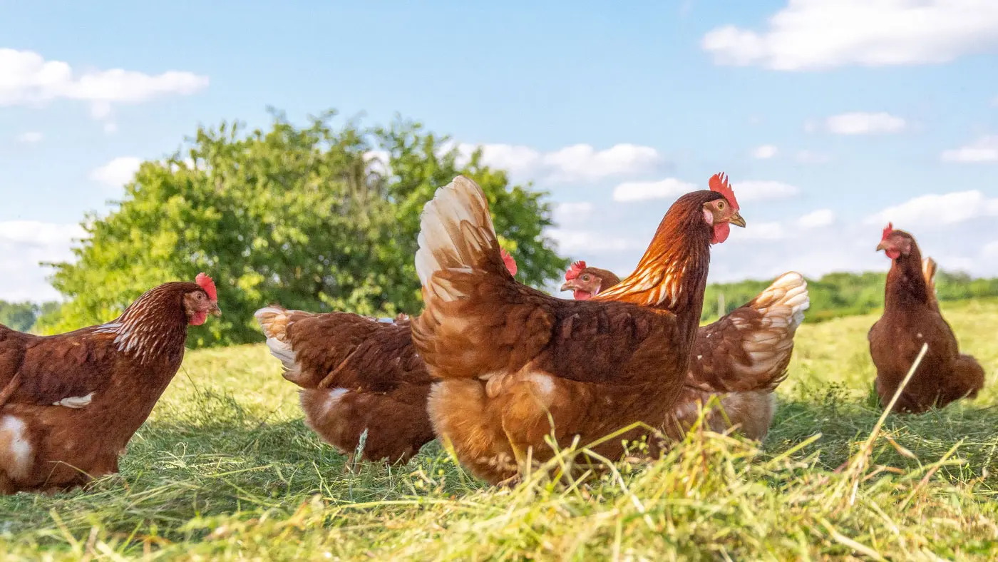 La-Jaluère-poules -2