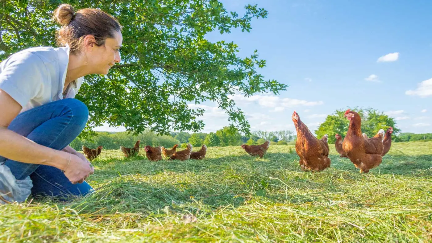 La-Jaluère-poules