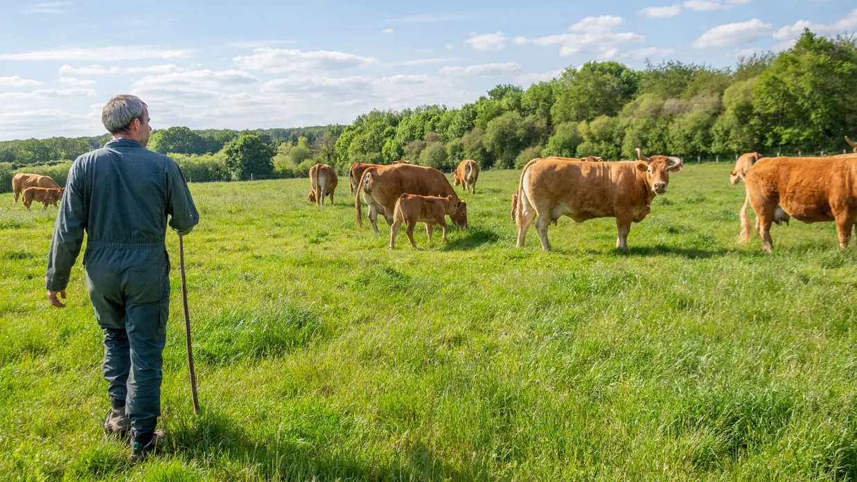 La-Jaluère-vaches
