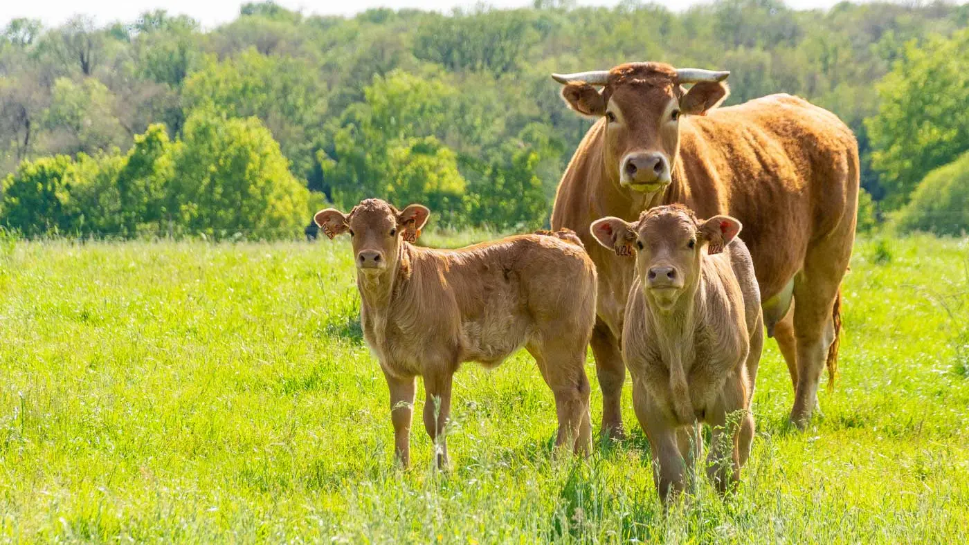 La-Jaluère-vaches