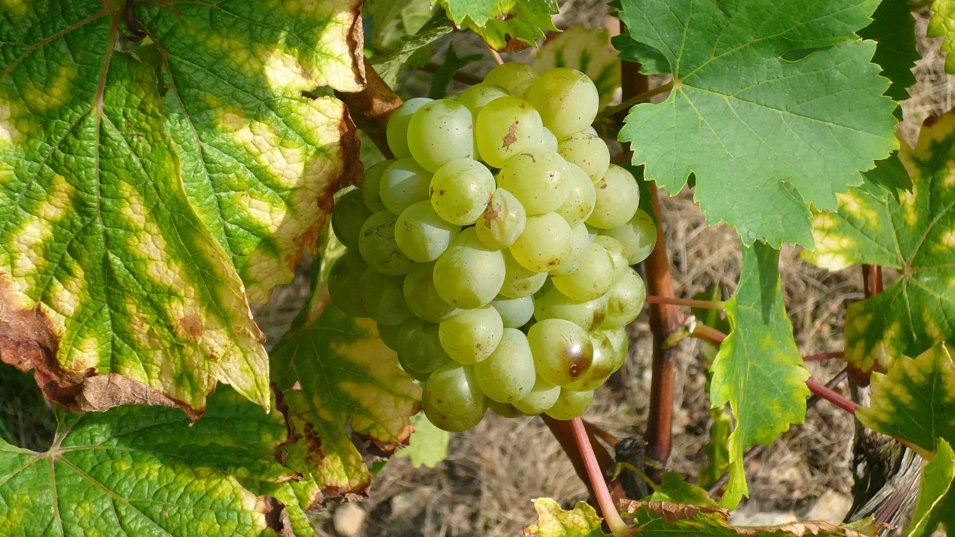 P1050244