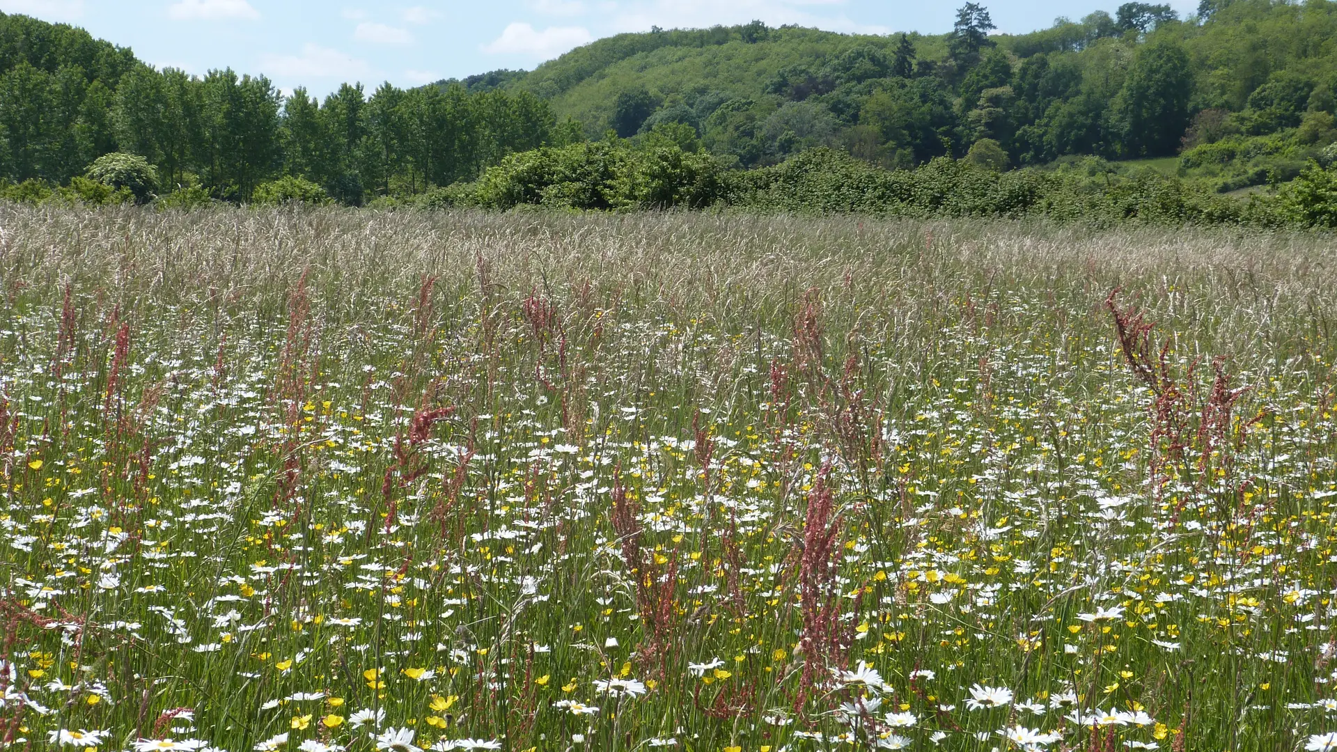 Prairie