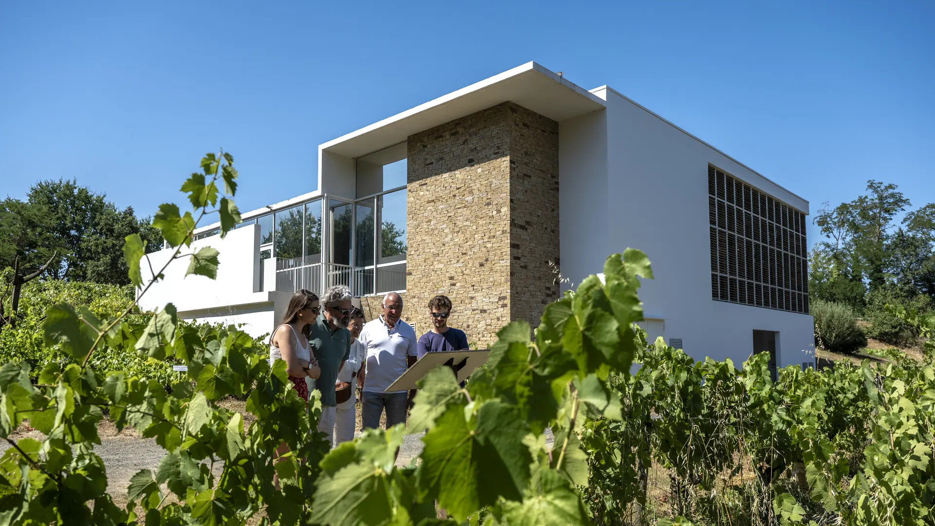 Musée Vignoble Nantais Vignes