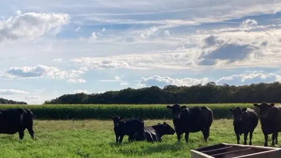 black angus