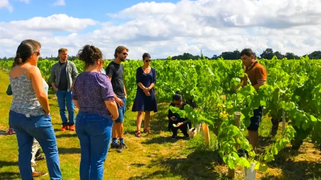 domaine raphael luneau-visite