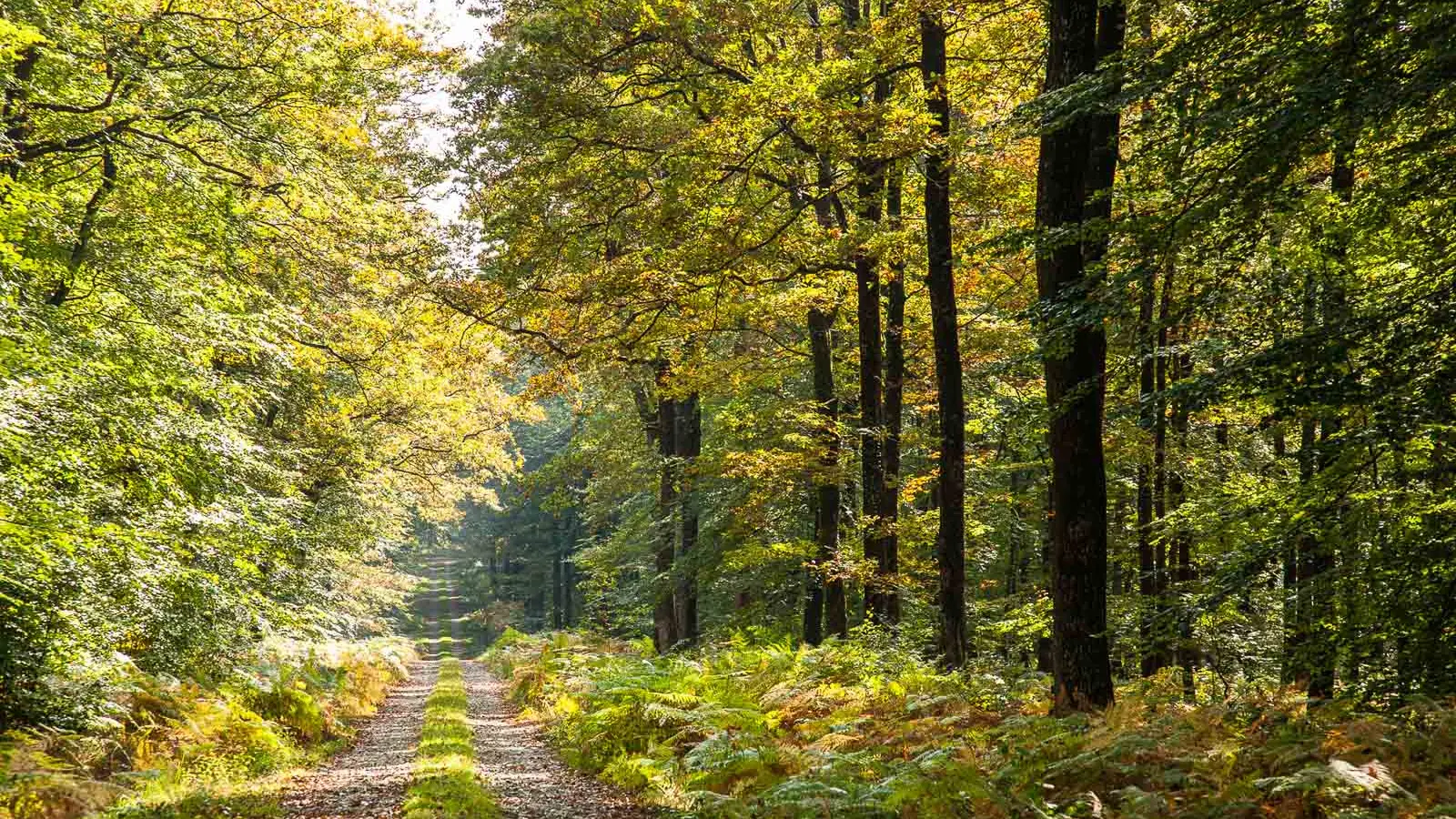 foret-de-berce-sarthe-chemin
