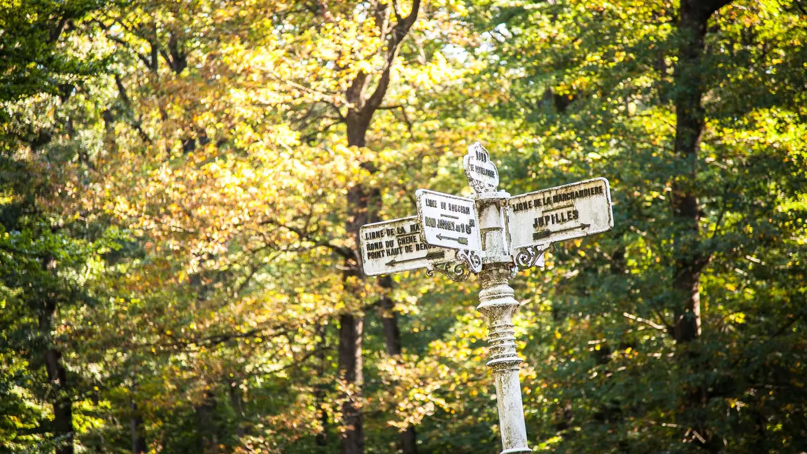 foret-de-berce-sarthe-jupilles