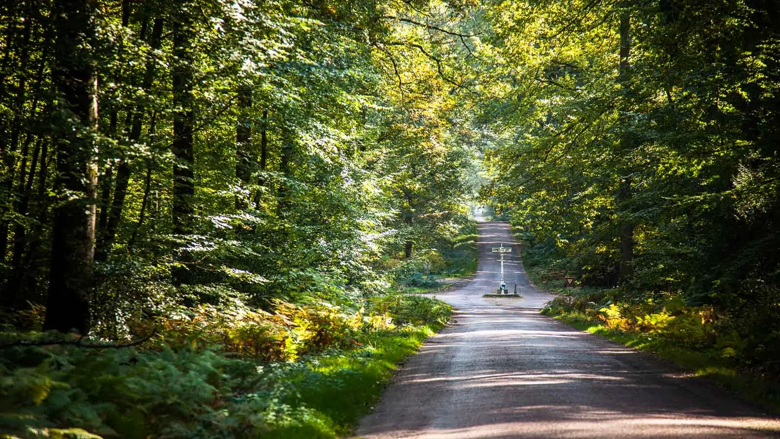 foret-de-berce-sarthe-velo-route