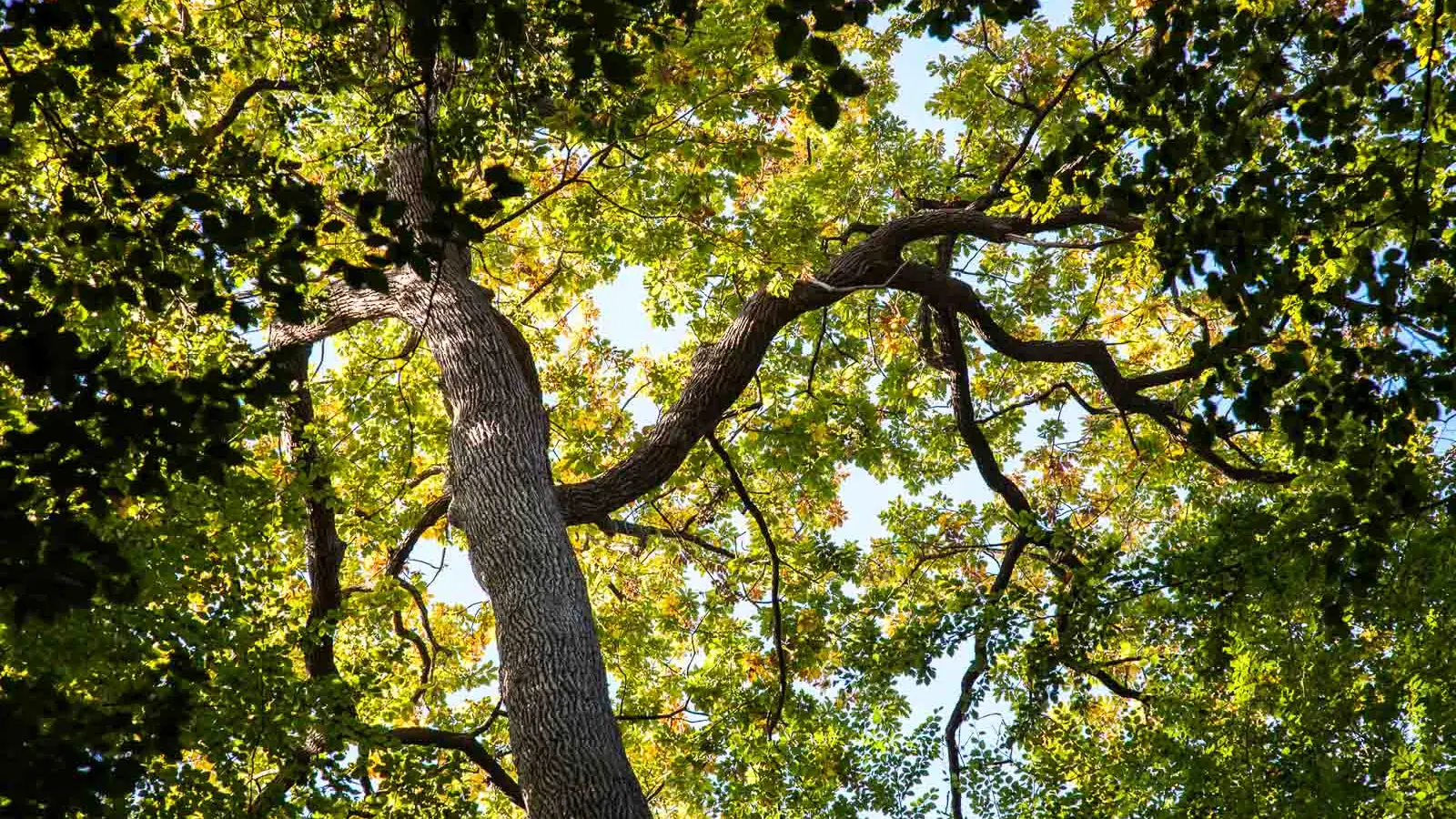 foret-de-berce-sarthe