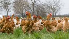 POULETS