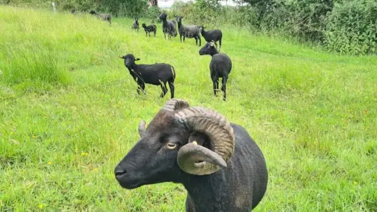 Les animaux de la ferme