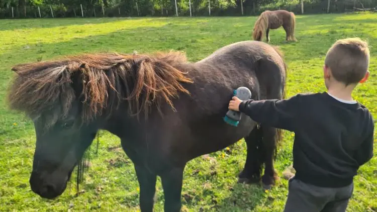 Les animaux de la ferme