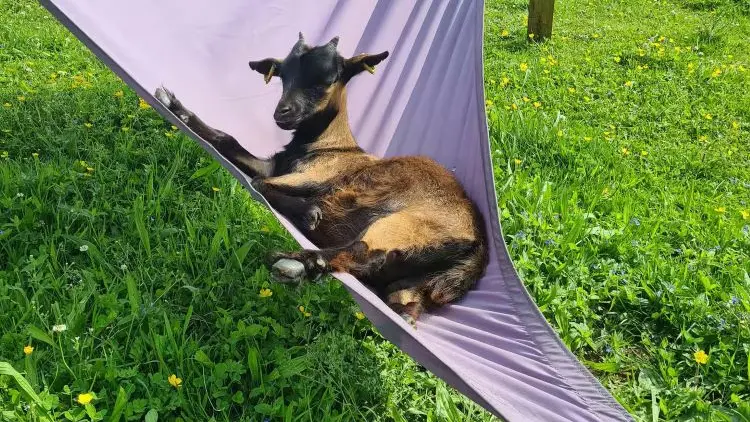 Les animaux de la ferme