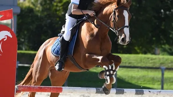 CENTRE EQUESTRE DE KAIRON-PLAGE