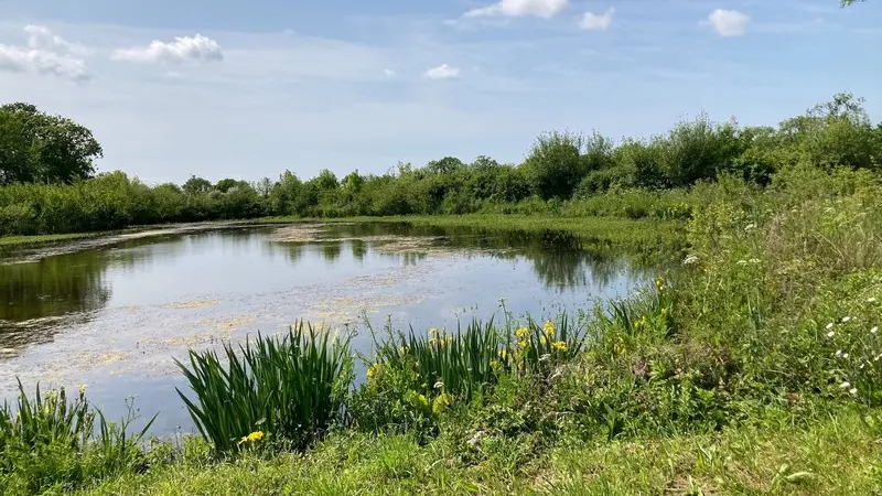 Blainville-sur-mer mare aux grenouilles (1)