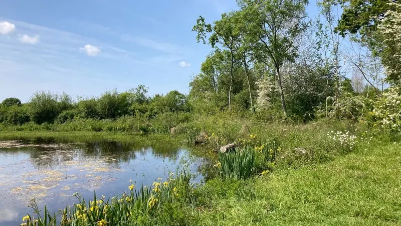 Blainville-sur-mer mare aux grenouilles (2)