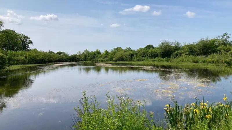 Blainville-sur-mer mare aux grenouilles (3)