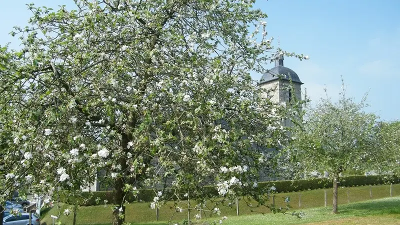 Pommiers à Le Mesnil-Caussois