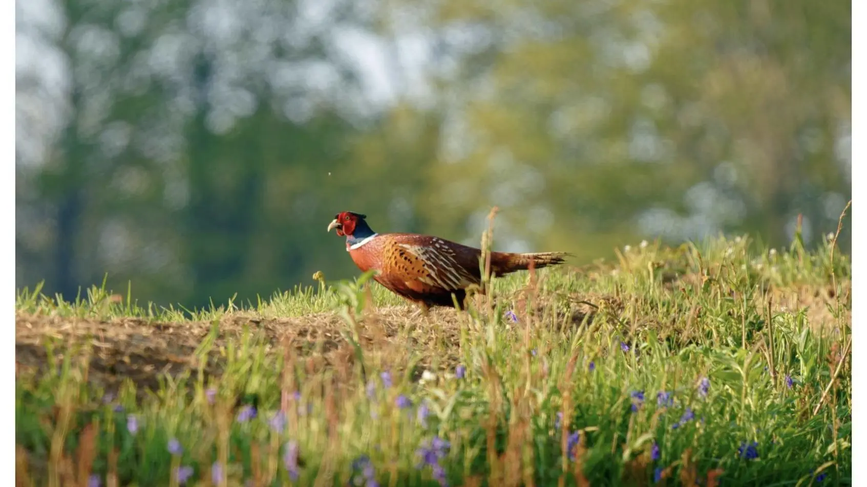 Du Rochelu dans la Baie du Mont Saint-Michel