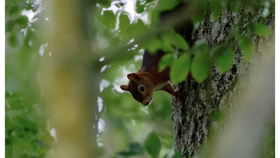 Du Rochelu dans la Baie du Mont Saint-Michel
