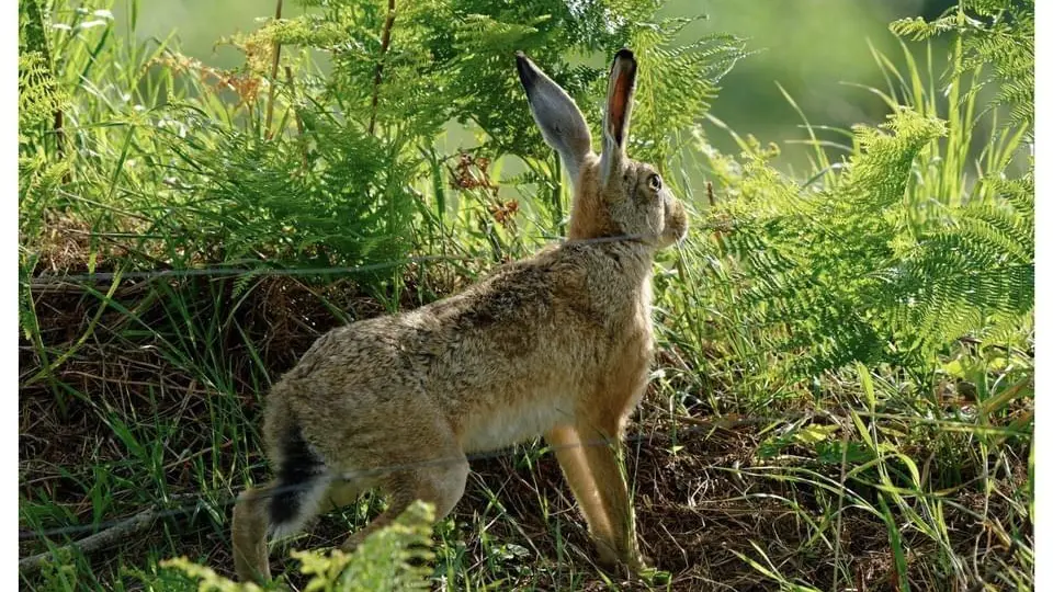 Du Rochelu dans la Baie du Mont Saint-Michel