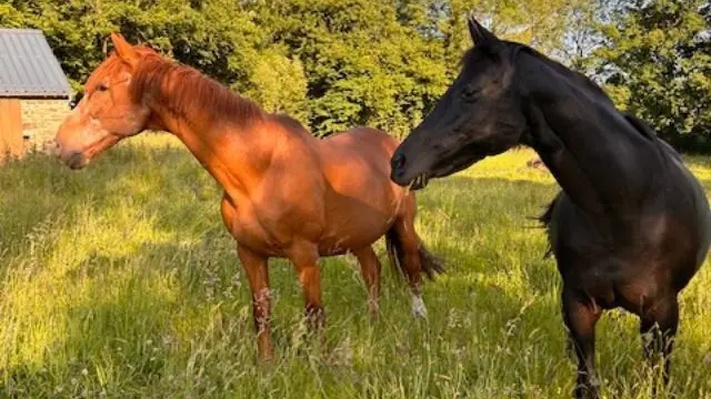 Du Rochelu dans la Baie du Mont Saint-Michel