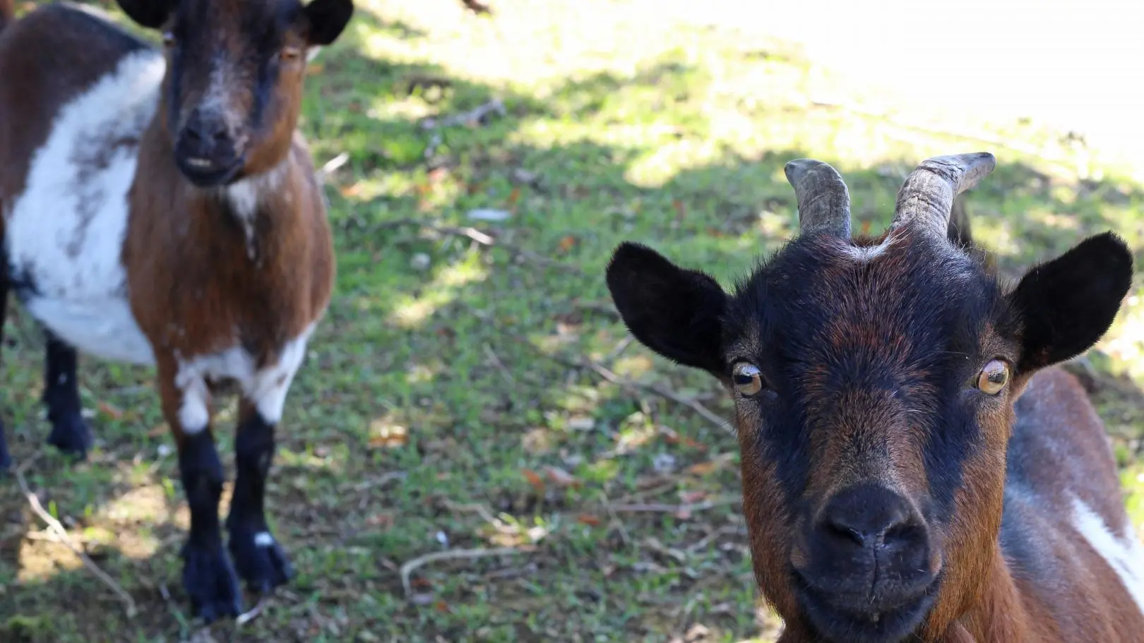 L'Etang aux Tilleuls