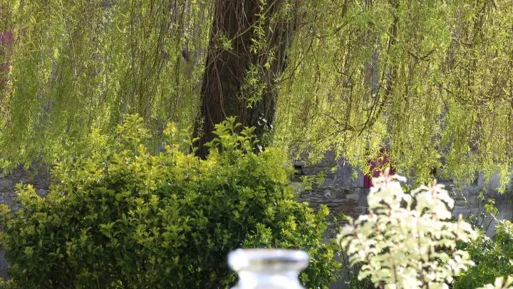 Le Grand Saule