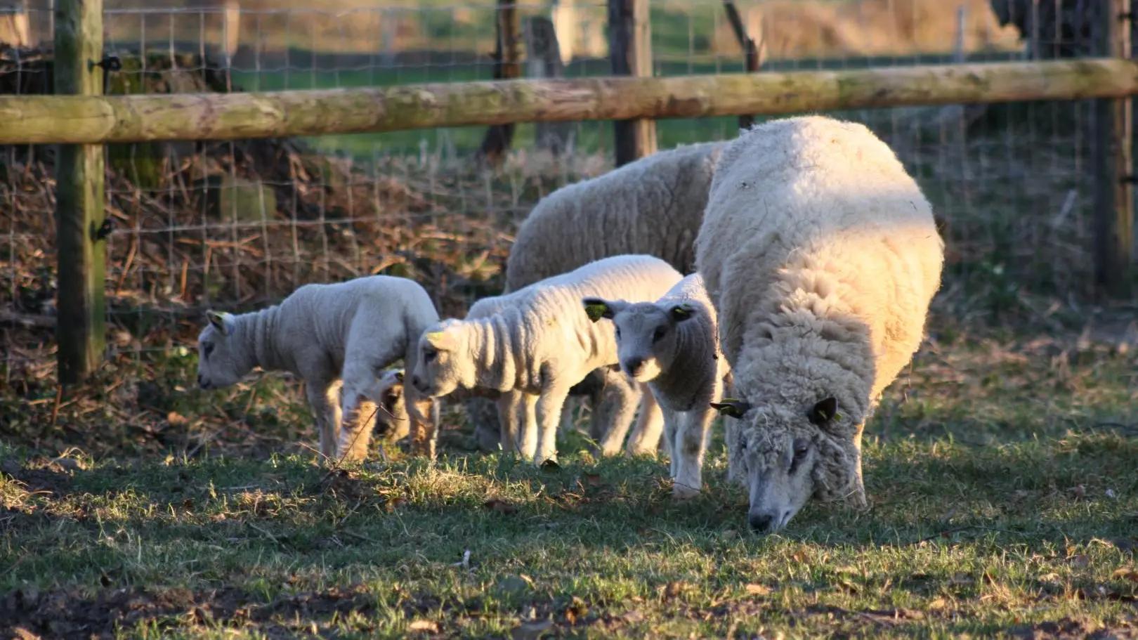 Domaine des Philautins