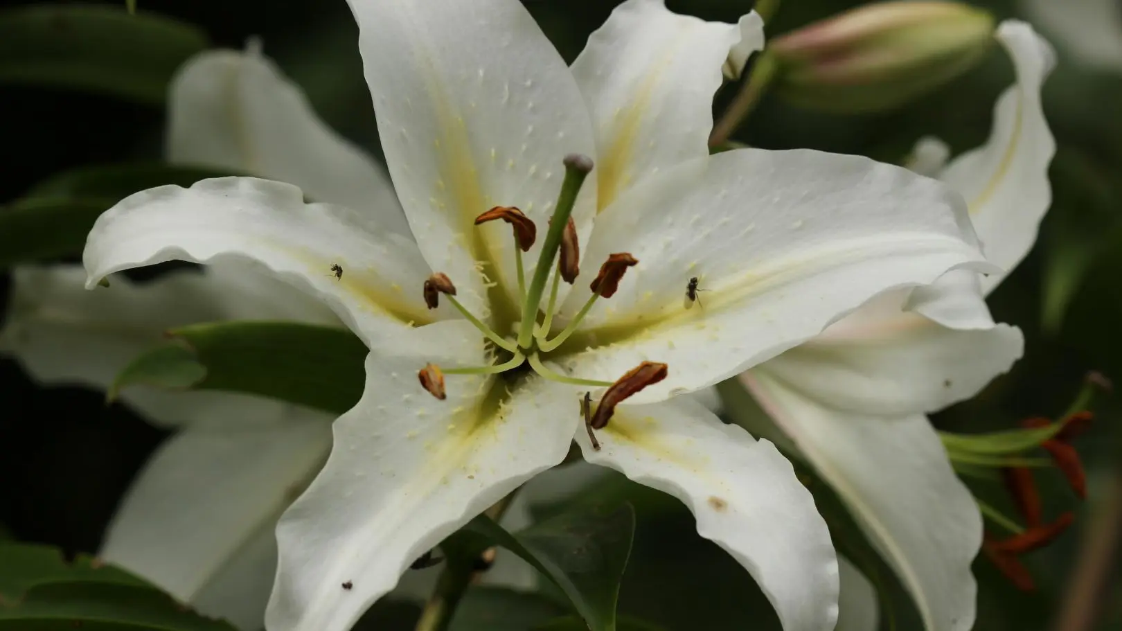 Gite de la Bourgeoisie