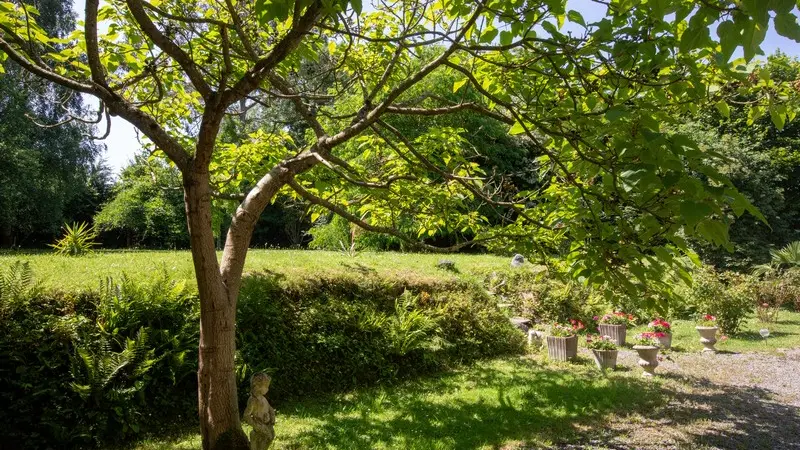 Gite saint denis le gast godel viviane  Le paradis des oiseaux  (23)