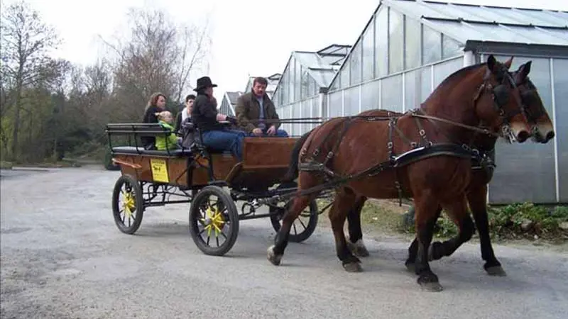 Hauteville-sur-Mer_Attelages d'Hauteville_2