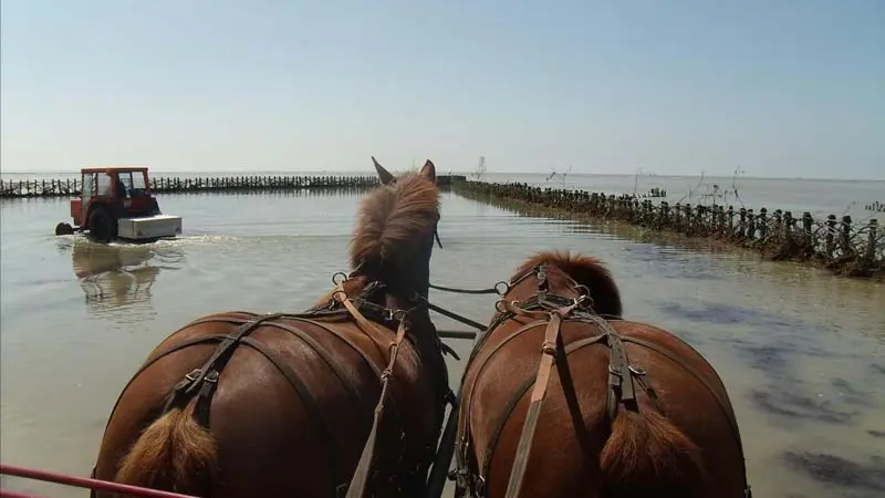 Hauteville-sur-Mer_Ferme équestre Esnol_1