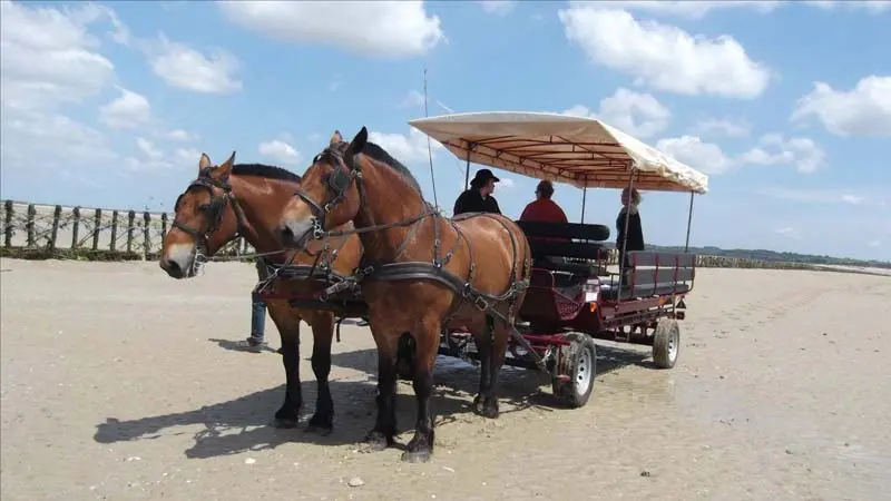 Hauteville-sur-Mer_Ferme équestre Esnol_pecherie