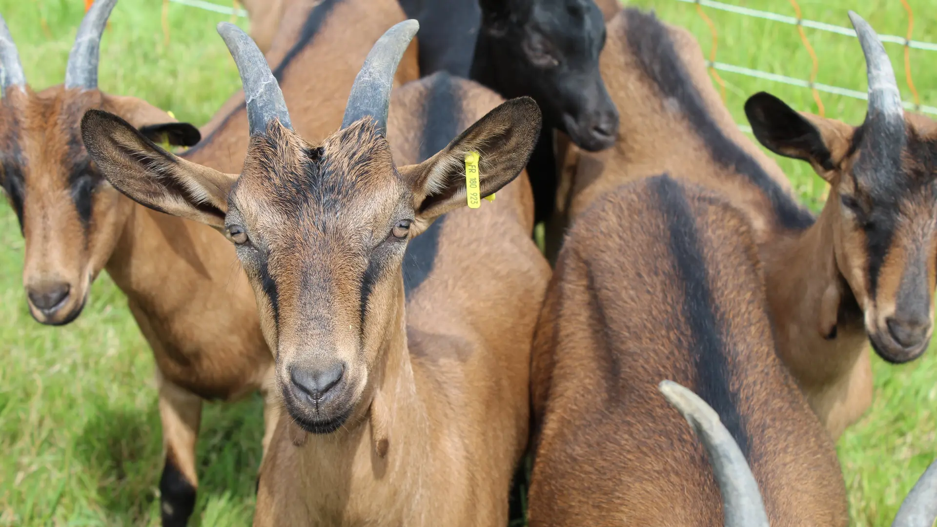 Gite à la ferme de miléli