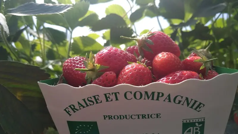 Fraise et compagnie