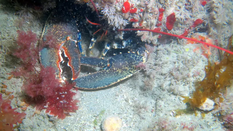 Club Subaquatique Hippocampe Granville-Chausey_IMG_4031
